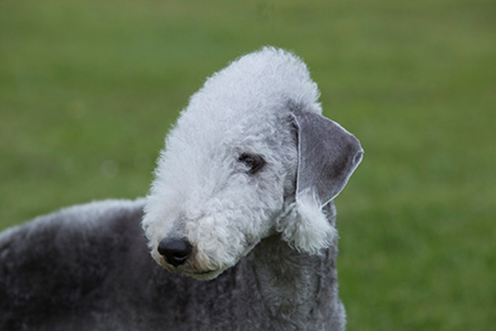 close up of a Bedlington Terrier dog
