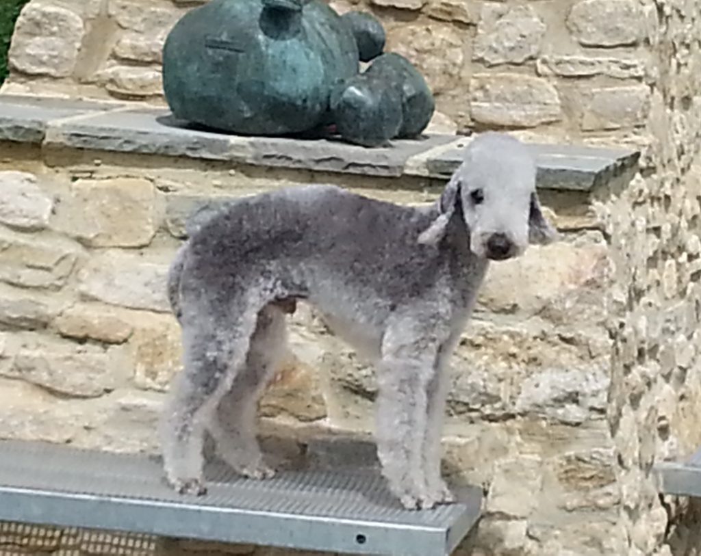 Bedlington Terrier