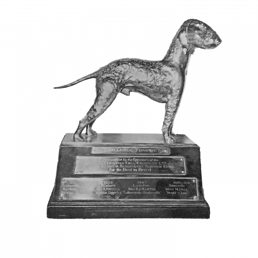 National Bedlington Terrier Club Trophy