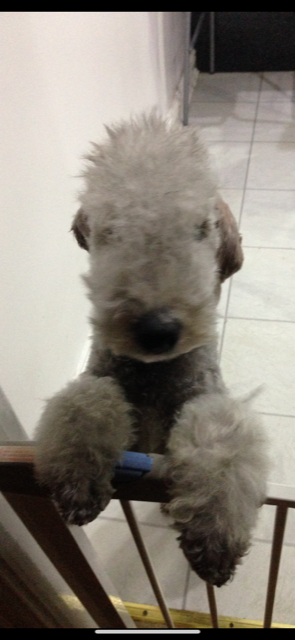 Bedlington Terrier