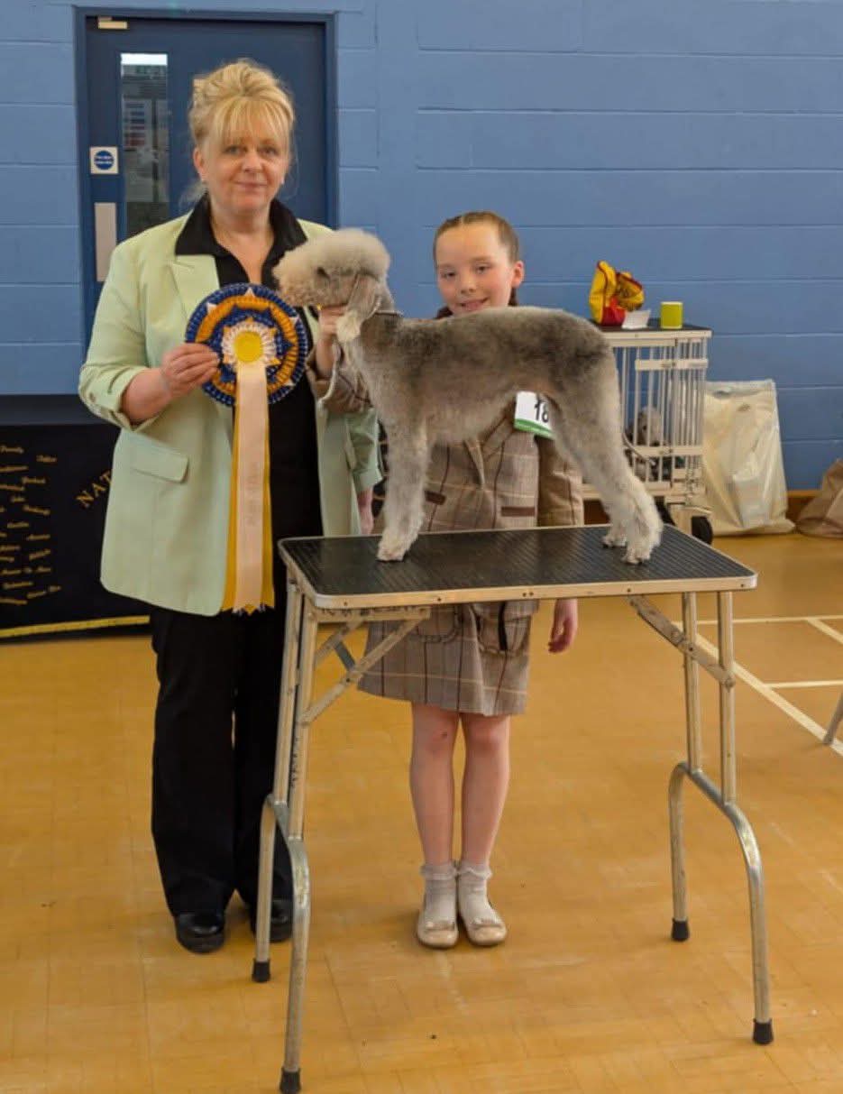 Bedlington Terrier Best In Show 2025