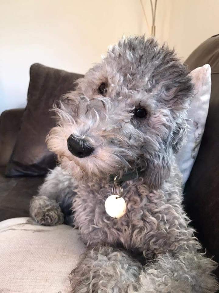 Bedlington Terrier puppy