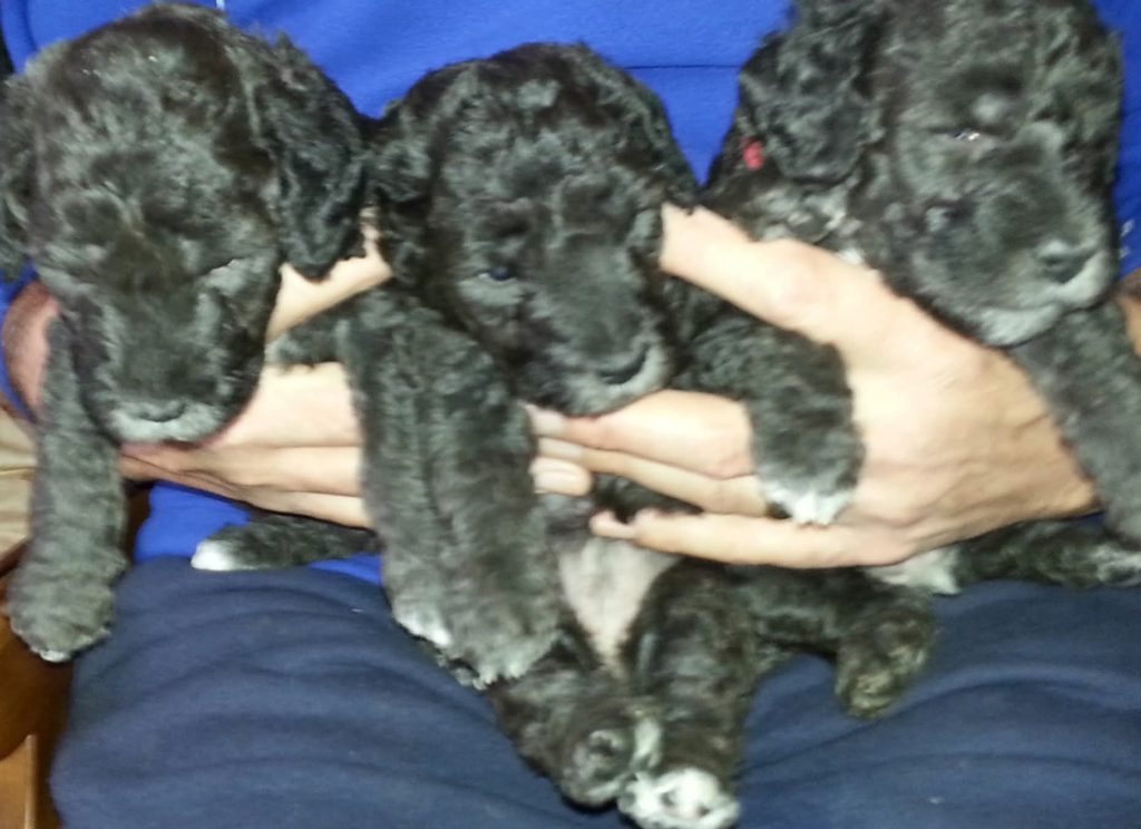 Bedlington Terrier puppies