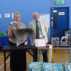 Bedlington Terrier Best In Show