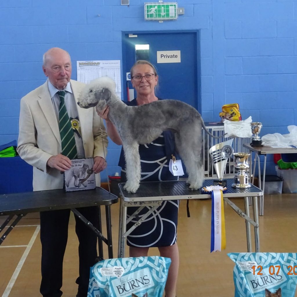 Bedlington Terrier Best Puppy in Show