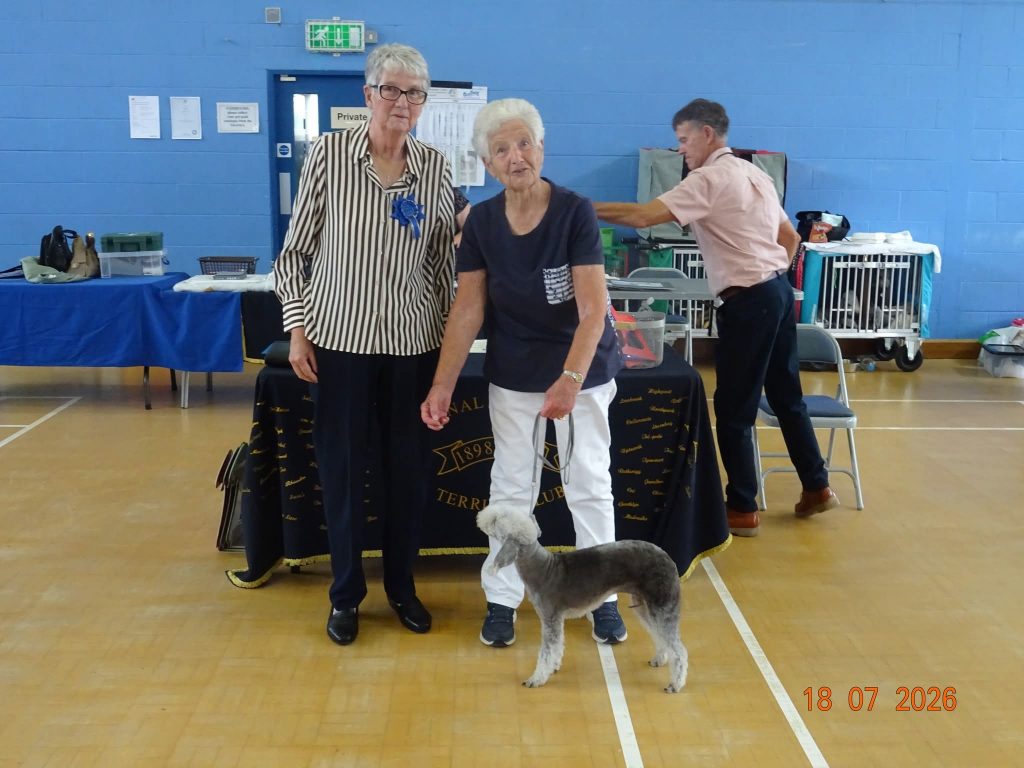 Bedlington Terrier Best Veteran In Show 2026