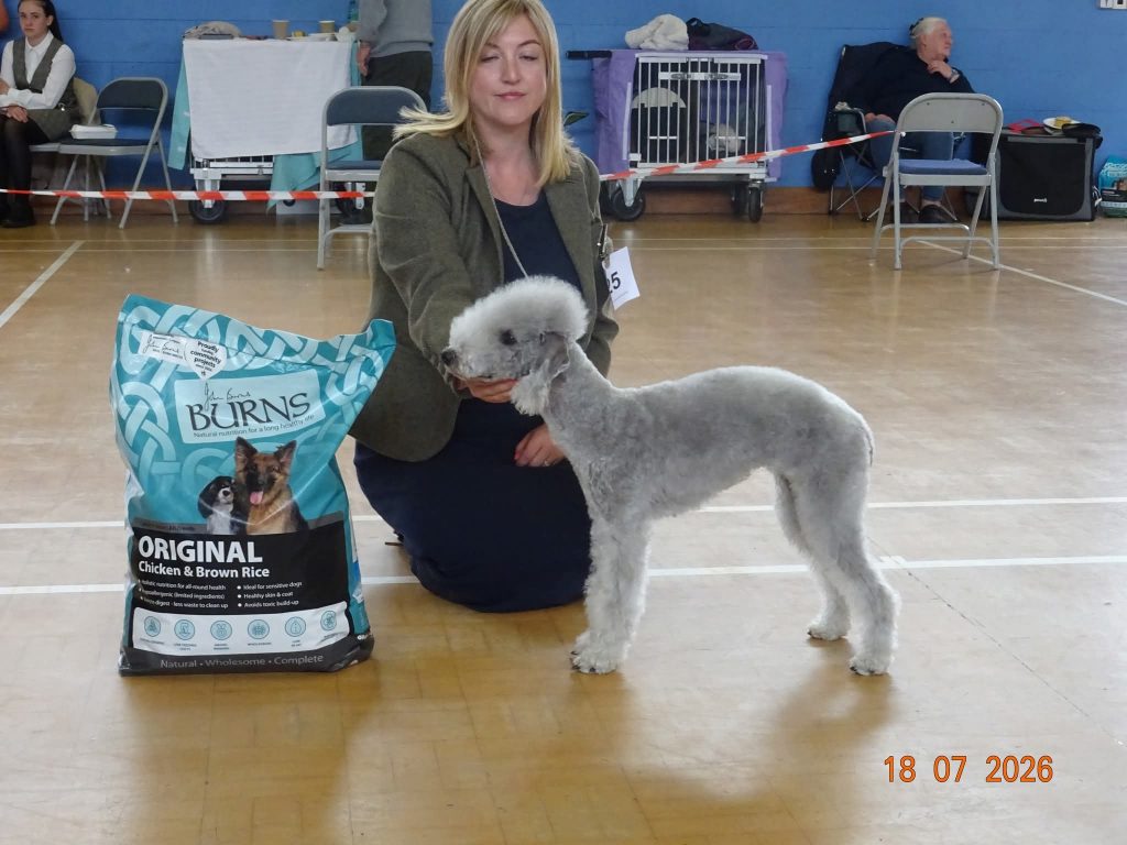 Bedlington Terrier Best Special Beginner In Show 2026