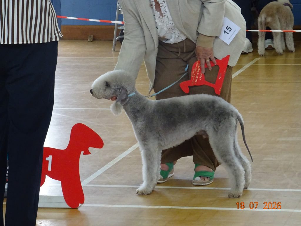 Bedlington Terrier Reserve Best Veteran In Show 2026
